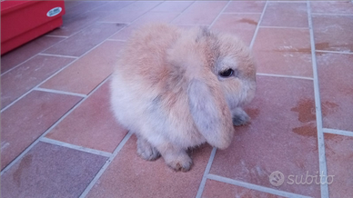 Coniglietta ariete nana