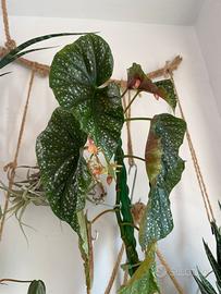 Pianta BABY Begonia maculata rossa allungata