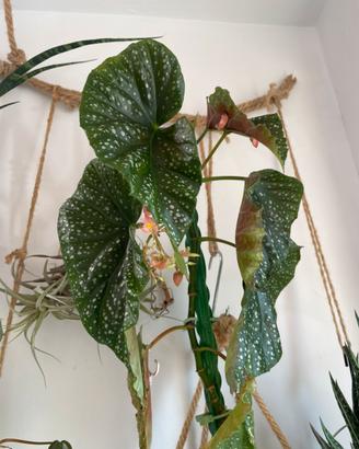 Pianta BABY Begonia maculata rossa allungata