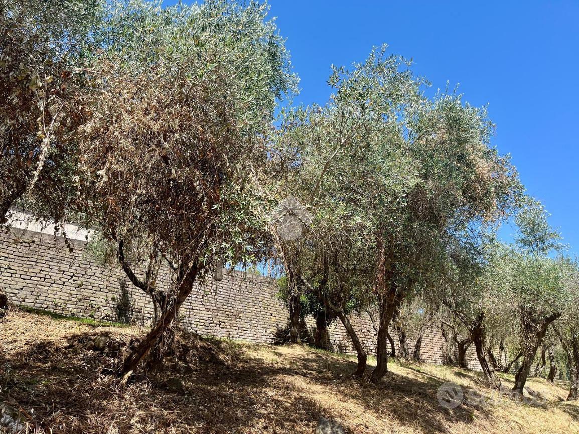 TER. AGRICOLO A SORIANO NEL CIMINO - Altro