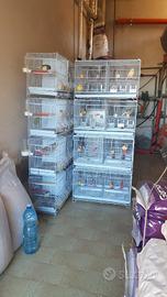 gabbie cova canarini 