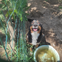 Cagnolina di quartiere chiede adozione