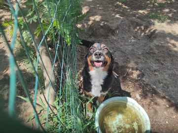 Cagnolina di quartiere chiede adozione