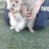 Volpino Spitz tedesco