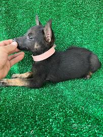 Malinois pastore belga