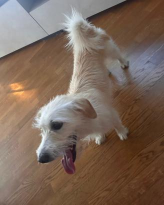 Regaliamo cane Meticcio