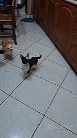 Chihuahua cucciola