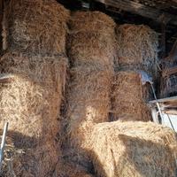 fieno balle di fieno