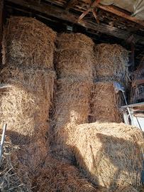 fieno balle di fieno