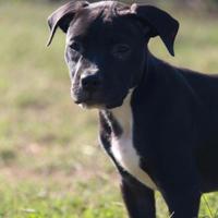 Adozione cuccioli di pitbull in canile a Roma nord