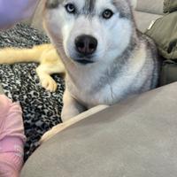 Husky siberiano femmina 1 anno