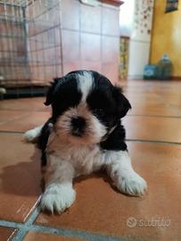 Shitzu maschio