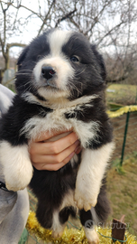 Border collie cucciolo di due mesi