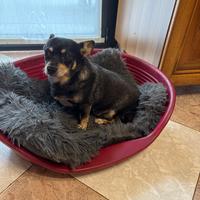 Cane piccola taglia