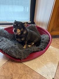 Cane piccola taglia