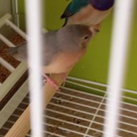 Diamante di gould blu pastello