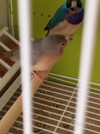 Diamante di gould blu pastello