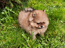 cucciolo-di-spitz-nano