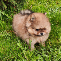 Cucciolo di spitz nano
