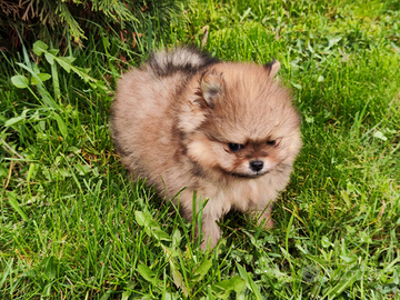 Cucciolo di spitz nano