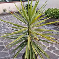 Yucca 