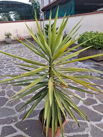 Yucca 