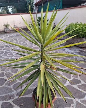 Yucca 