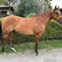 Quarter Horse