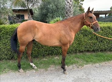 Quarter Horse
