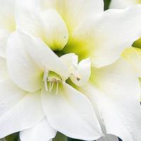 Giglio Amaryllis bianco fiore doppio