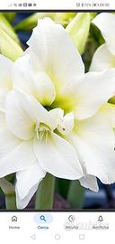 Giglio Amaryllis bianco fiore doppio