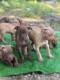 Pitbull