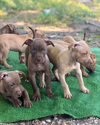 Pitbull