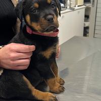 Ultima cucciola rottweiler