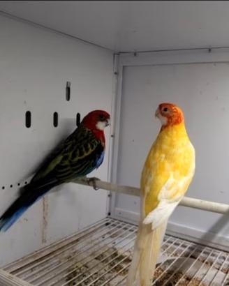 Roselle, gropponi,monaci, bourke,prugna e pyrrhura