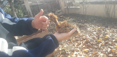 Pulcini Moroseta|Padovano