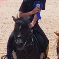 Pony