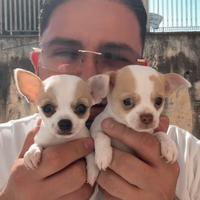 Chihuahua mini toy
