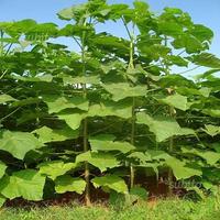 Paulownia Piante