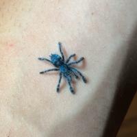 Caribena versicolor migale baby