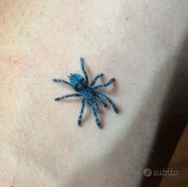 Caribena versicolor migale baby