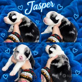 Cuccioli border collie pedigree