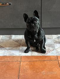 Buldog