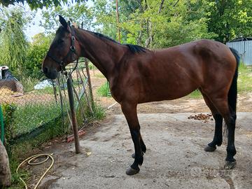 Trottatore, attacco, carrozza