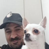 Aron cerca chihuahua femmina per accoppiarsi