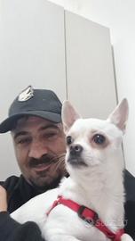 Aron cerca chihuahua femmina per accoppiarsi