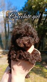 Barboncina Toy pedigree ENCI