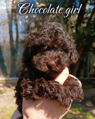 Barboncina Toy pedigree ENCI