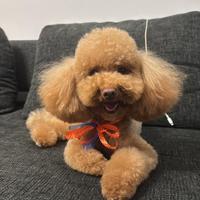 Barboncino toy/nano per accoppiamento