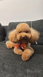 Barboncino toy/nano per accoppiamento